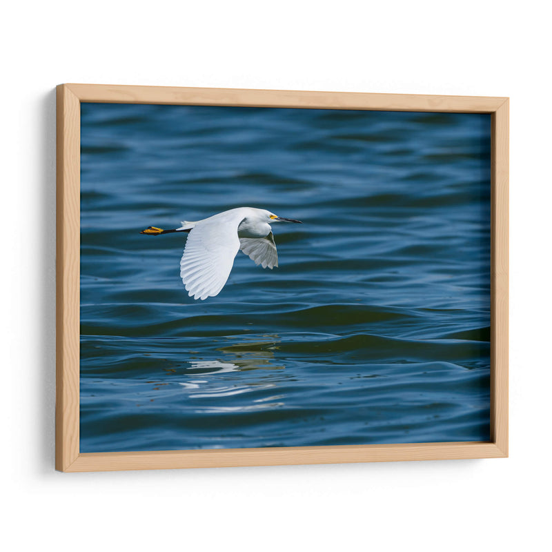 Garza dedos dorados - Manuel Jiménez | Cuadro decorativo de Canvas Lab