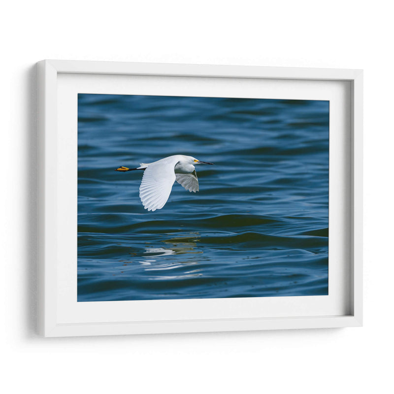 Garza dedos dorados - Manuel Jiménez | Cuadro decorativo de Canvas Lab