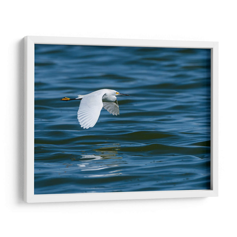 Garza dedos dorados - Manuel Jiménez | Cuadro decorativo de Canvas Lab