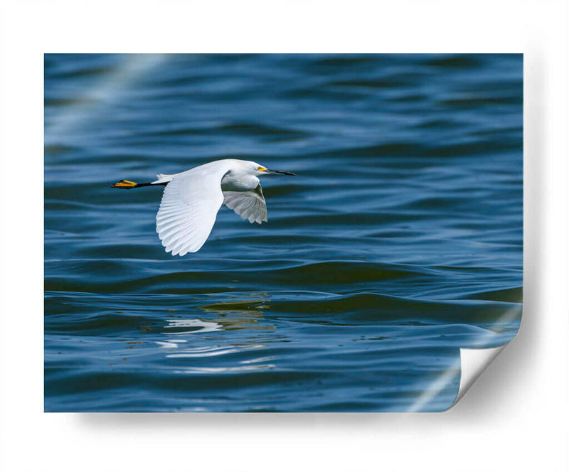 Garza dedos dorados - Manuel Jiménez | Cuadro decorativo de Canvas Lab