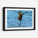 Ibis ojos rojos - Manuel Jiménez | Cuadro decorativo de Canvas Lab