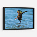 Ibis ojos rojos - Manuel Jiménez | Cuadro decorativo de Canvas Lab