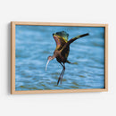 Ibis ojos rojos - Manuel Jiménez | Cuadro decorativo de Canvas Lab