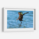 Ibis ojos rojos - Manuel Jiménez | Cuadro decorativo de Canvas Lab