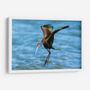 Ibis ojos rojos - Manuel Jiménez | Cuadro decorativo de Canvas Lab