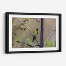 Jilguero encapuchado - Manuel Jiménez | Cuadro decorativo de Canvas Lab