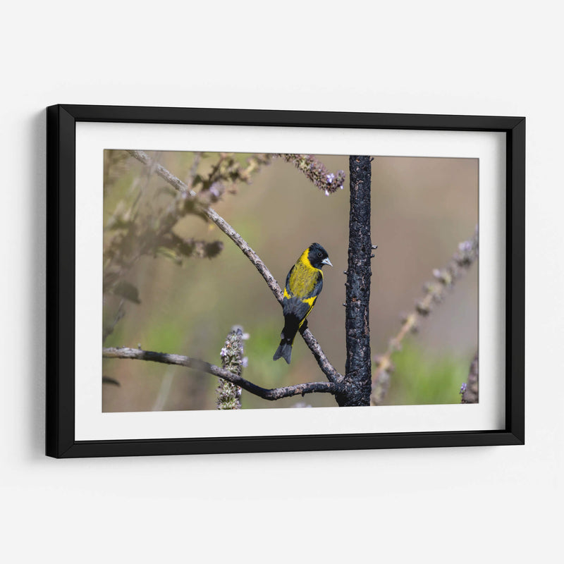 Jilguero encapuchado - Manuel Jiménez | Cuadro decorativo de Canvas Lab