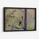 Jilguero encapuchado - Manuel Jiménez | Cuadro decorativo de Canvas Lab