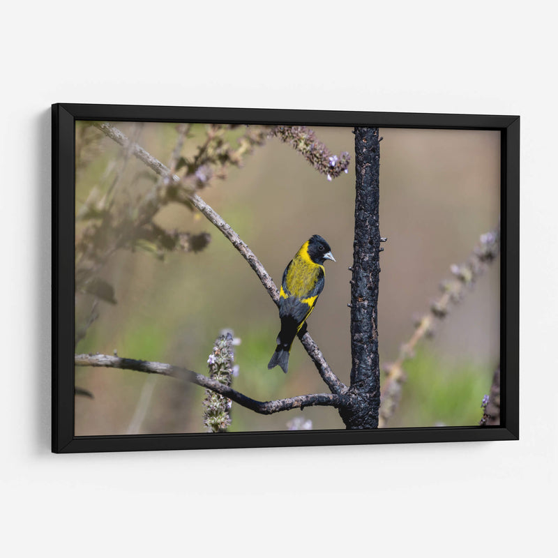 Jilguero encapuchado - Manuel Jiménez | Cuadro decorativo de Canvas Lab