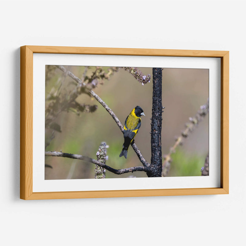 Jilguero encapuchado - Manuel Jiménez | Cuadro decorativo de Canvas Lab