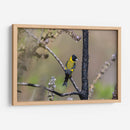 Jilguero encapuchado - Manuel Jiménez | Cuadro decorativo de Canvas Lab