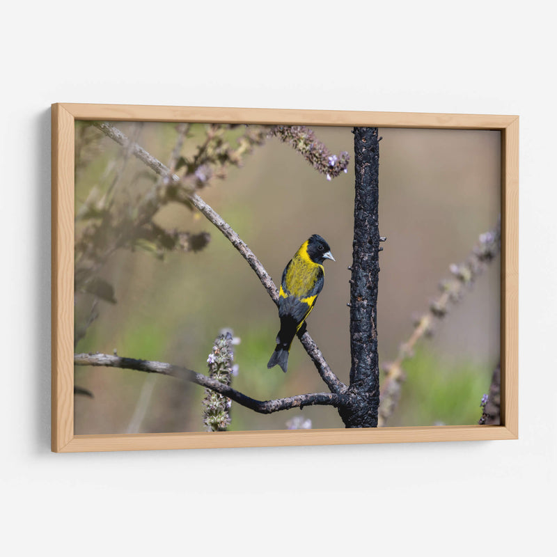 Jilguero encapuchado - Manuel Jiménez | Cuadro decorativo de Canvas Lab