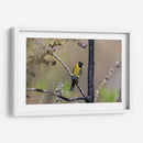 Jilguero encapuchado - Manuel Jiménez | Cuadro decorativo de Canvas Lab