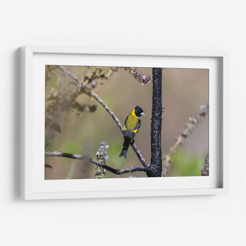 Jilguero encapuchado - Manuel Jiménez | Cuadro decorativo de Canvas Lab