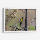 Jilguero encapuchado - Manuel Jiménez | Cuadro decorativo de Canvas Lab