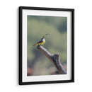 Luis bienteveo - Manuel Jiménez | Cuadro decorativo de Canvas Lab