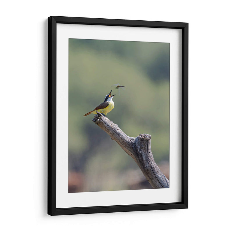 Luis bienteveo - Manuel Jiménez | Cuadro decorativo de Canvas Lab