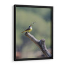 Luis bienteveo - Manuel Jiménez | Cuadro decorativo de Canvas Lab