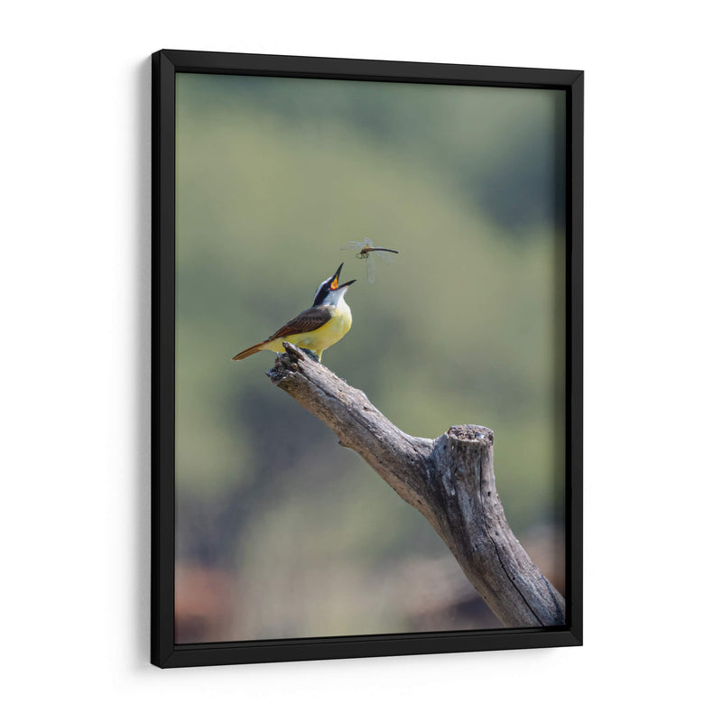 Luis bienteveo - Manuel Jiménez | Cuadro decorativo de Canvas Lab