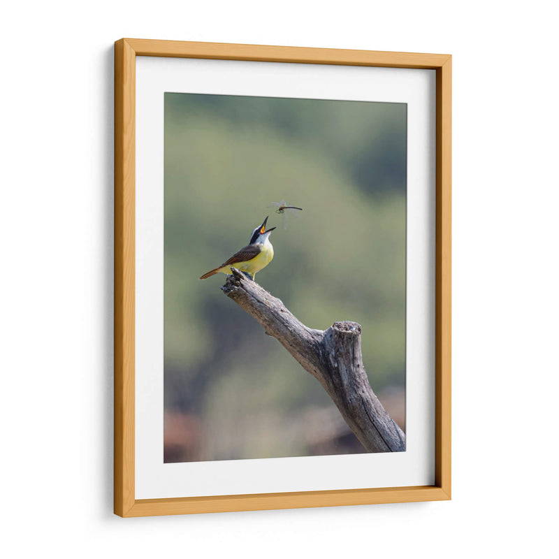 Luis bienteveo - Manuel Jiménez | Cuadro decorativo de Canvas Lab