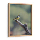 Luis bienteveo - Manuel Jiménez | Cuadro decorativo de Canvas Lab