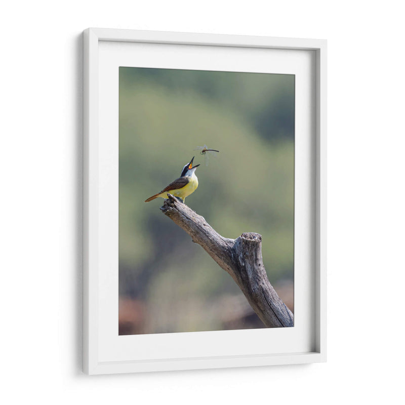 Luis bienteveo - Manuel Jiménez | Cuadro decorativo de Canvas Lab