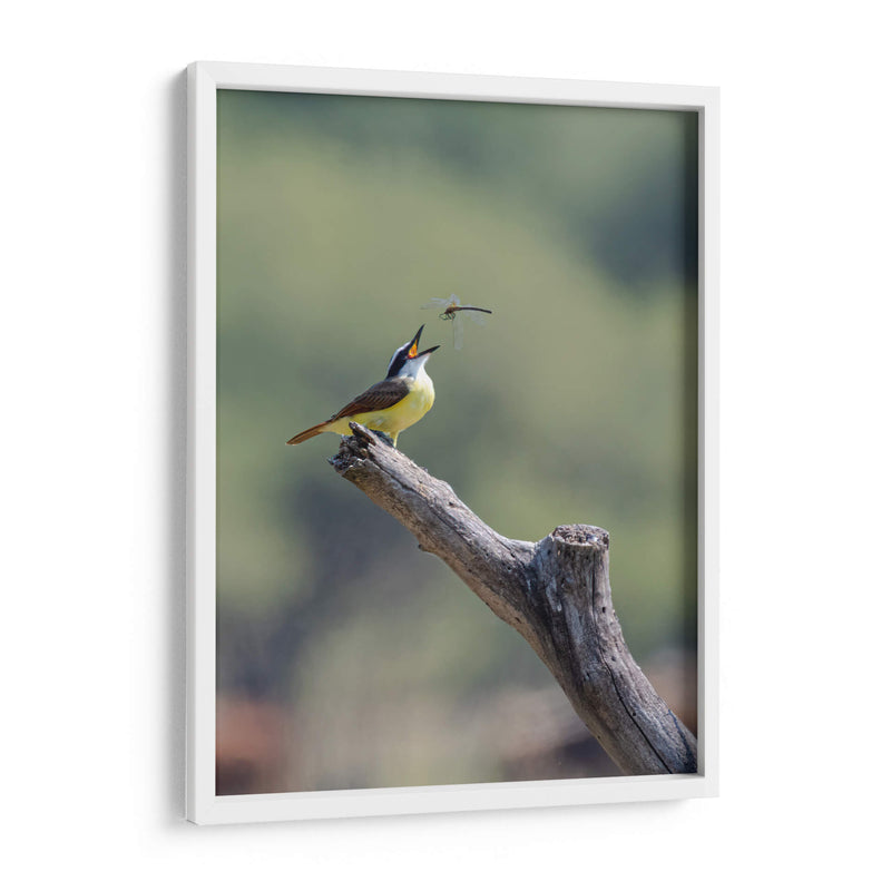 Luis bienteveo - Manuel Jiménez | Cuadro decorativo de Canvas Lab