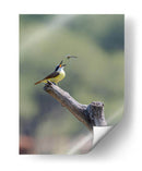 Luis bienteveo - Manuel Jiménez | Cuadro decorativo de Canvas Lab