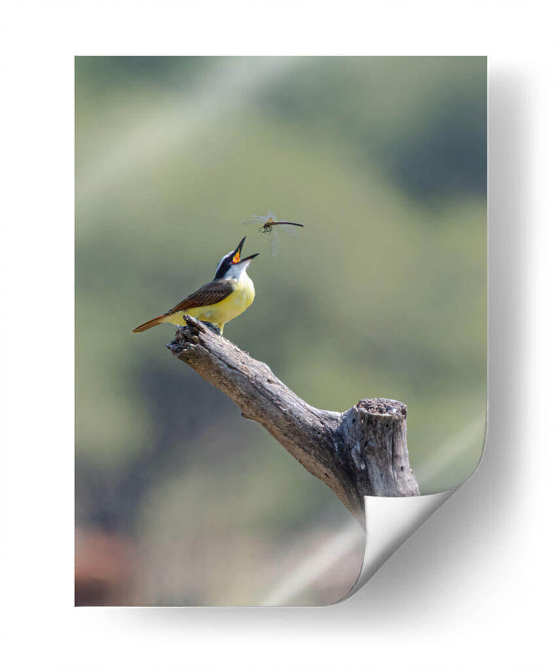 Luis bienteveo - Manuel Jiménez | Cuadro decorativo de Canvas Lab