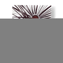 La muerte - Morquecho Sánchez | Cuadro decorativo de Canvas Lab