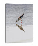 Monjita Americana - Manuel Jiménez | Cuadro decorativo de Canvas Lab