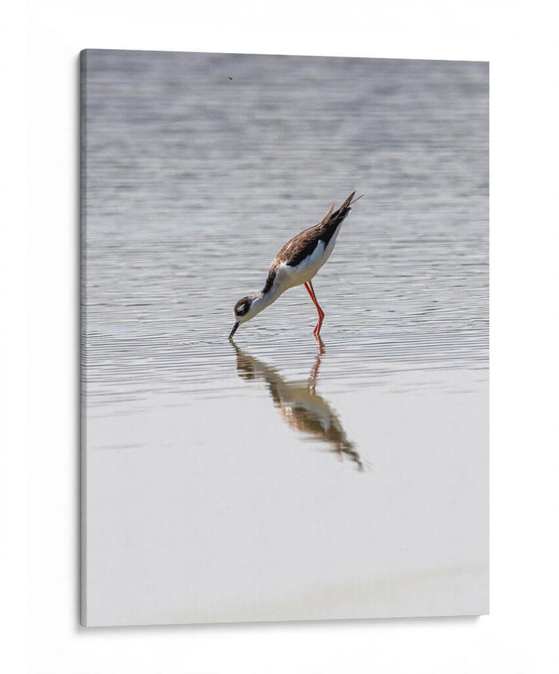 Monjita Americana - Manuel Jiménez | Cuadro decorativo de Canvas Lab