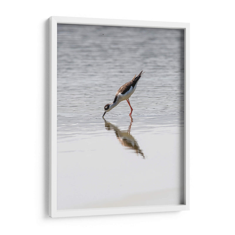 Monjita Americana - Manuel Jiménez | Cuadro decorativo de Canvas Lab