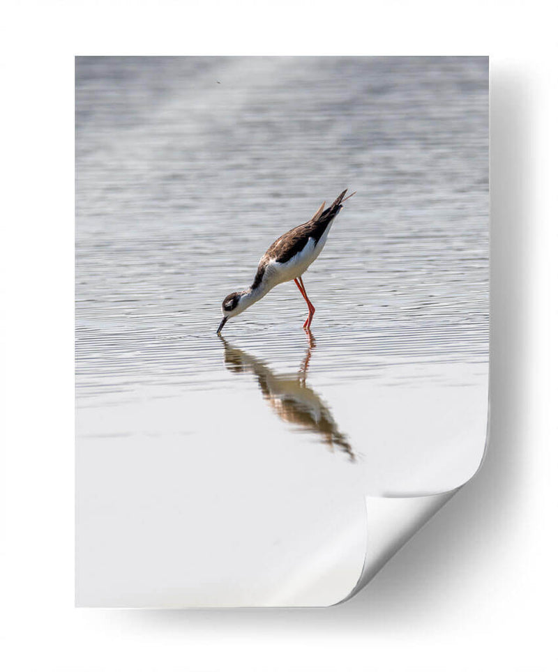 Monjita Americana - Manuel Jiménez | Cuadro decorativo de Canvas Lab