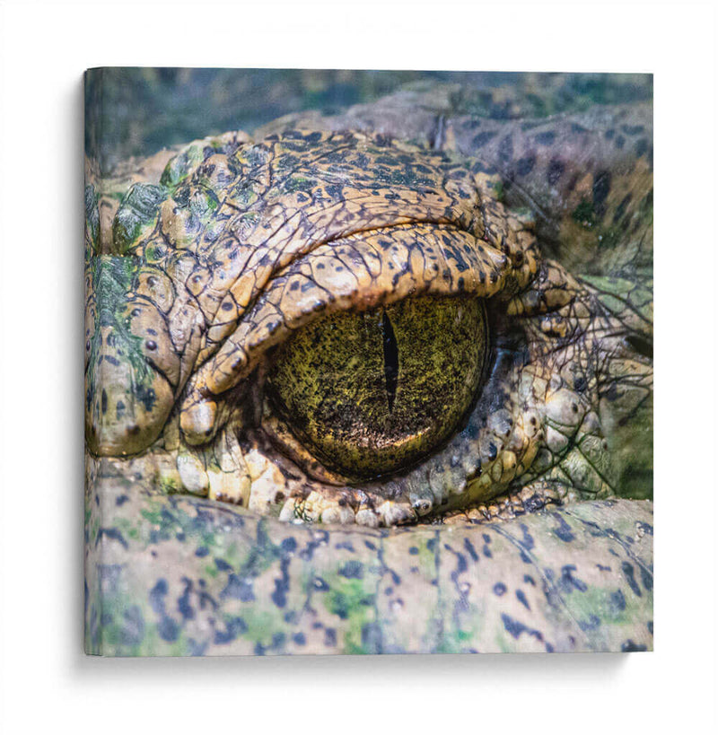 Ojo de lagarto - Manuel Jiménez | Cuadro decorativo de Canvas Lab