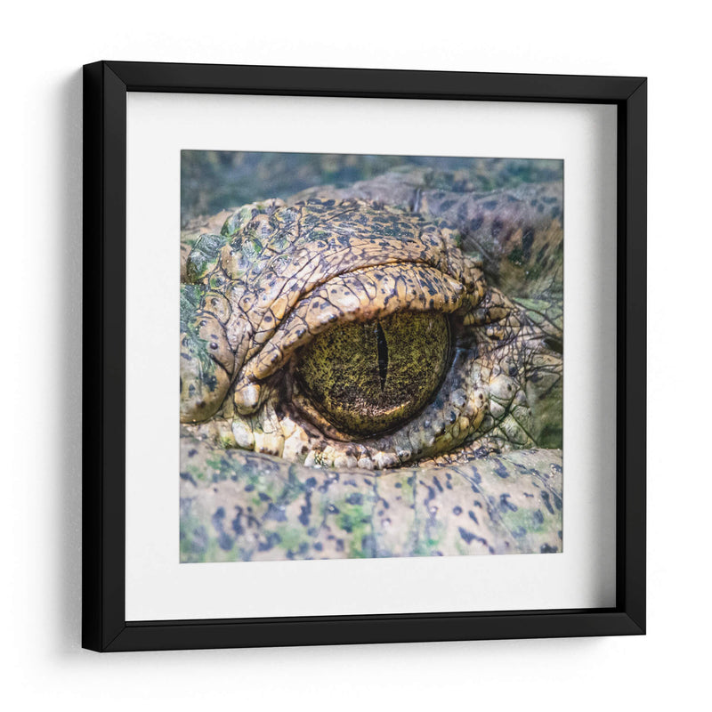 Ojo de lagarto - Manuel Jiménez | Cuadro decorativo de Canvas Lab