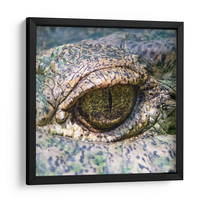 Ojo de lagarto - Manuel Jiménez | Cuadro decorativo de Canvas Lab