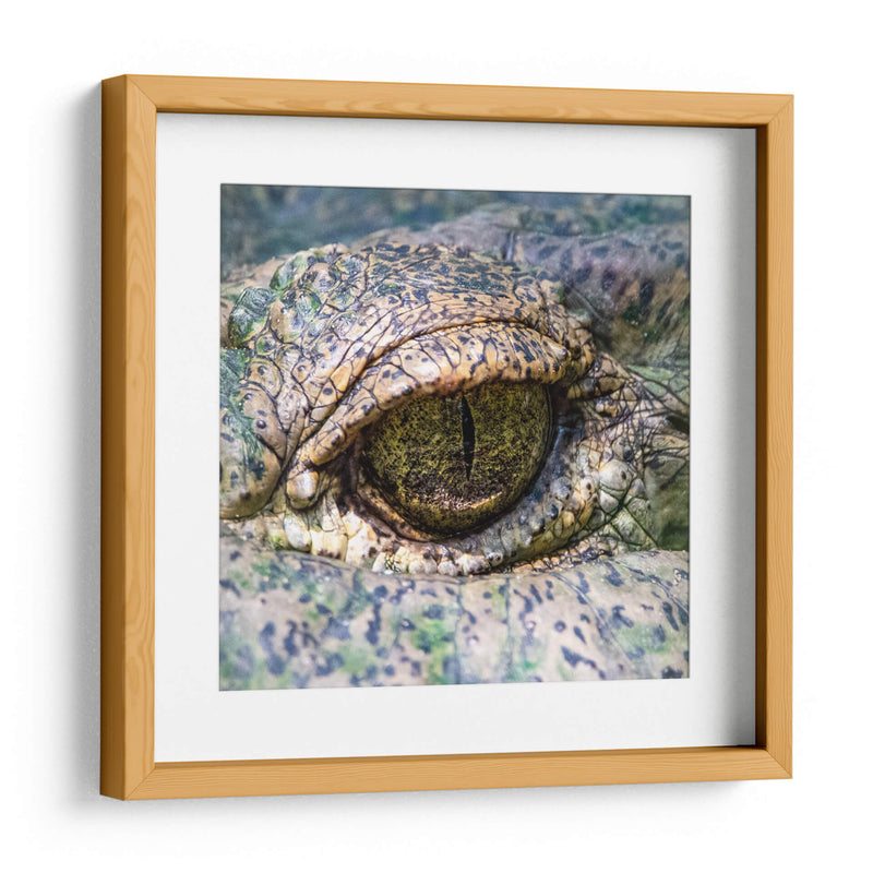 Ojo de lagarto - Manuel Jiménez | Cuadro decorativo de Canvas Lab
