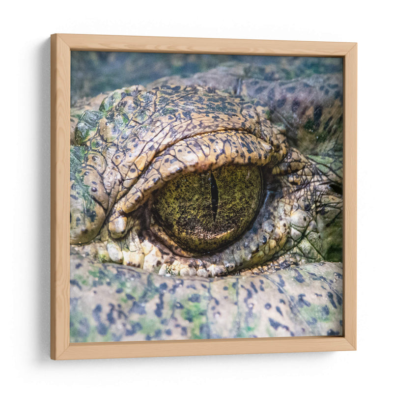 Ojo de lagarto - Manuel Jiménez | Cuadro decorativo de Canvas Lab