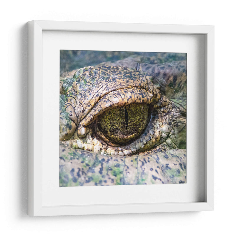 Ojo de lagarto - Manuel Jiménez | Cuadro decorativo de Canvas Lab