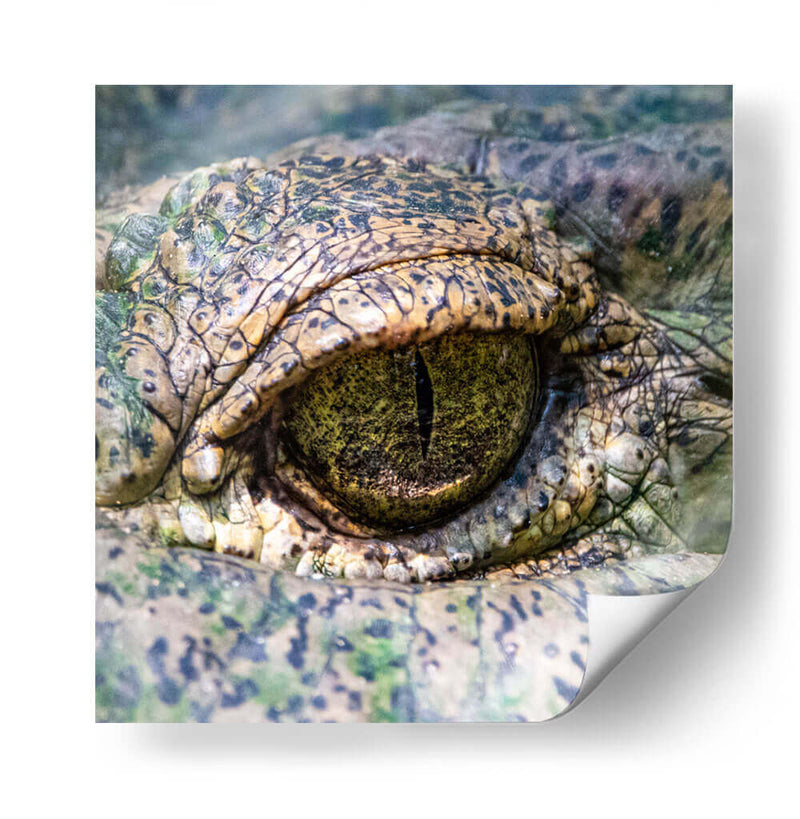 Ojo de lagarto - Manuel Jiménez | Cuadro decorativo de Canvas Lab