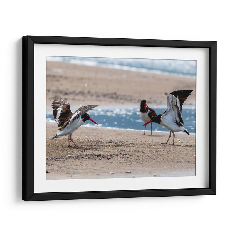 Ostreros Americanos - Manuel Jiménez | Cuadro decorativo de Canvas Lab