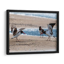 Ostreros Americanos - Manuel Jiménez | Cuadro decorativo de Canvas Lab