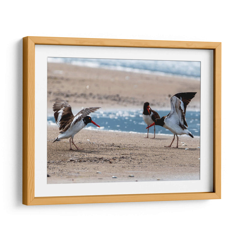 Ostreros Americanos - Manuel Jiménez | Cuadro decorativo de Canvas Lab