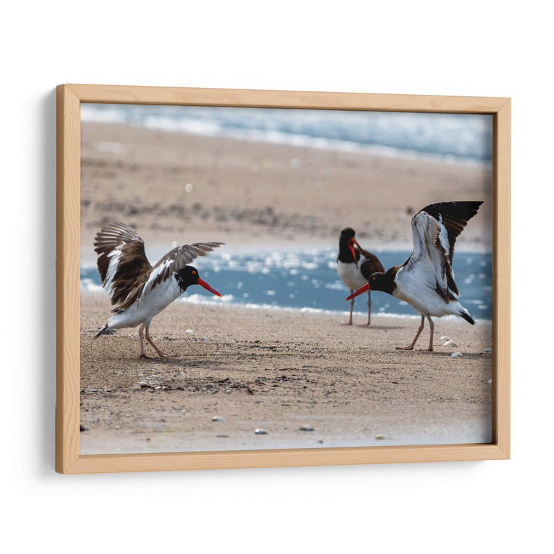 Ostreros Americanos - Manuel Jiménez | Cuadro decorativo de Canvas Lab