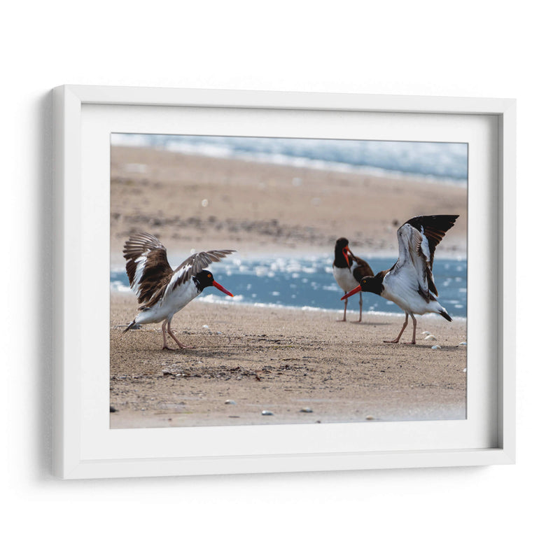 Ostreros Americanos - Manuel Jiménez | Cuadro decorativo de Canvas Lab