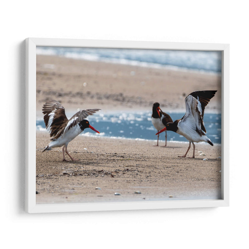 Ostreros Americanos - Manuel Jiménez | Cuadro decorativo de Canvas Lab