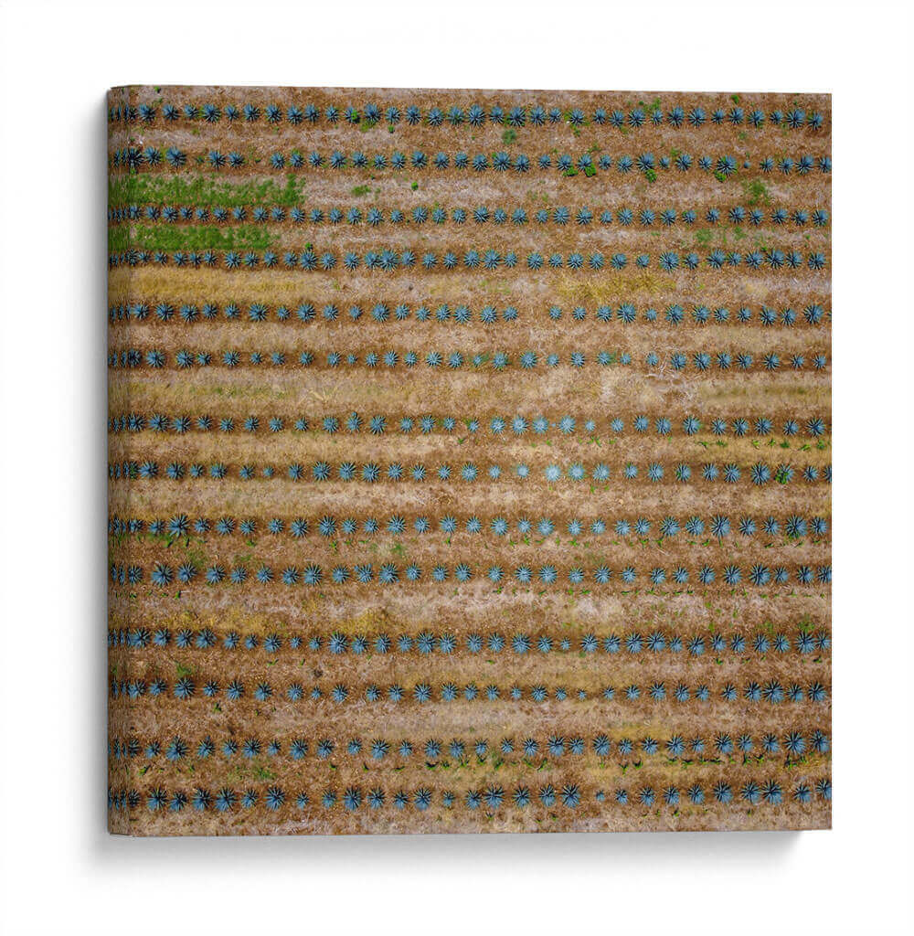 Paisaje agavero cenital - Manuel Jiménez | Cuadro decorativo de Canvas Lab