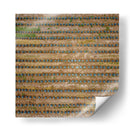 Paisaje agavero cenital - Manuel Jiménez | Cuadro decorativo de Canvas Lab