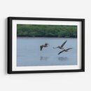 Pelicanos sobrevolando - Manuel Jiménez | Cuadro decorativo de Canvas Lab